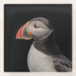 Atlantic Puffin in Machias, Maine Glass Coaster