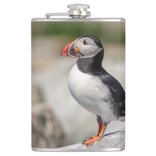 Atlantic Puffin in Machias, Maine Hip Flask