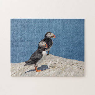 Atlantic Puffin in Machias, Maine Jigsaw Puzzle