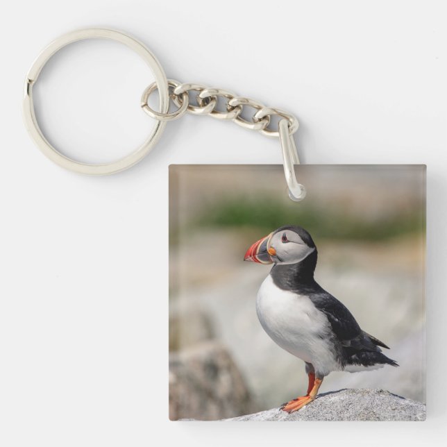 Atlantic Puffin in Machias, Maine Key Ring (Front)