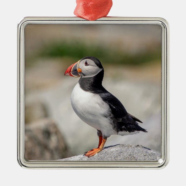 Atlantic Puffin in Machias, Maine Metal Tree Decoration (Front)