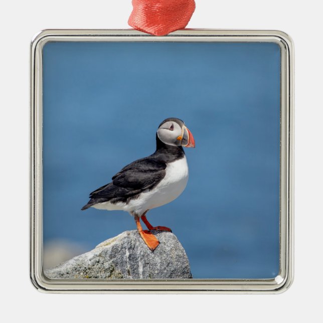 Atlantic Puffin in Machias, Maine Metal Tree Decoration (Front)