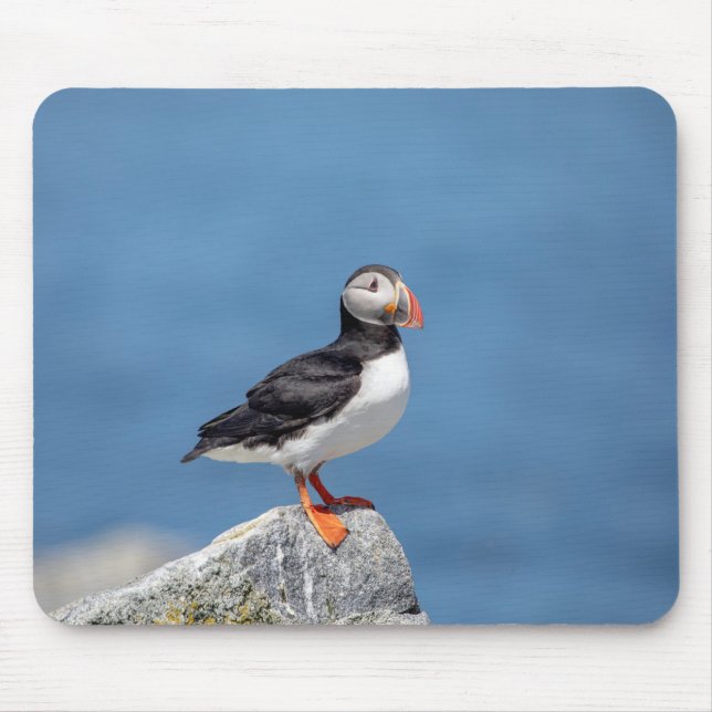 Atlantic Puffin in Machias, Maine Mouse Mat (Front)