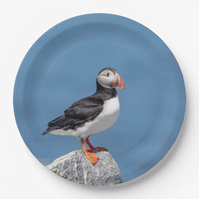 Atlantic Puffin in Machias, Maine Paper Plate (Front)