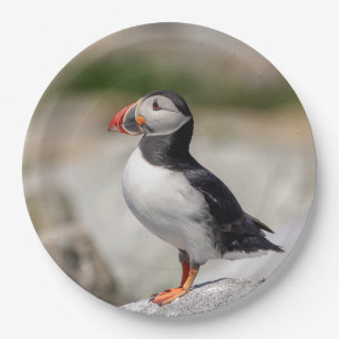Atlantic Puffin in Machias, Maine Paper Plate