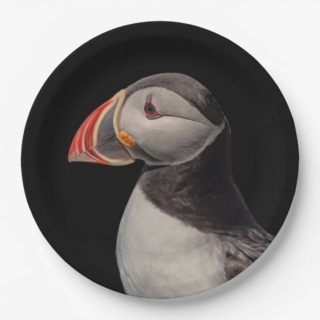 Atlantic Puffin in Machias, Maine Paper Plate (Front)