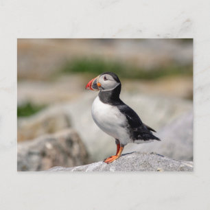 Atlantic Puffin in Machias, Maine Postcard