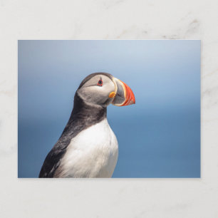Atlantic Puffin in Machias, Maine Postcard