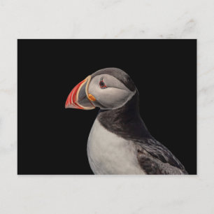 Atlantic Puffin in Machias, Maine Postcard