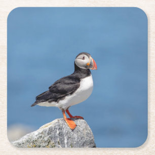 Atlantic Puffin in Machias, Maine Square Paper Coaster