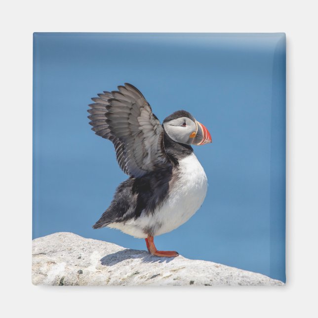 Atlantic Puffin in Machias, ME Magnet (Front)