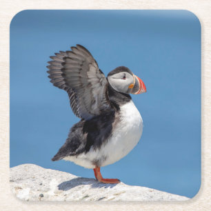 Atlantic Puffin in Machias, ME Square Paper Coaster