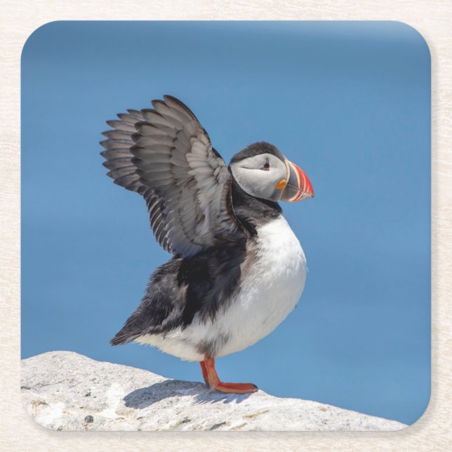 Atlantic Puffin in Machias, ME Square Paper Coaster (Front)