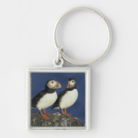 Atlantic Puffin
