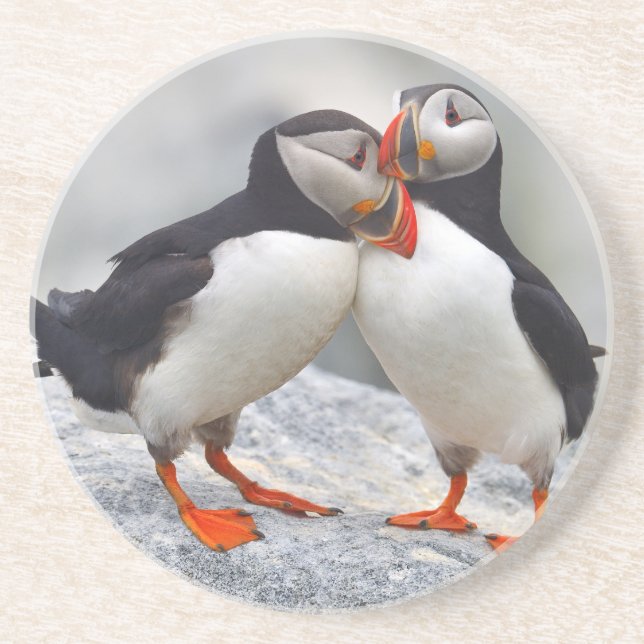 Atlantic Puffin Love Coaster (Front)