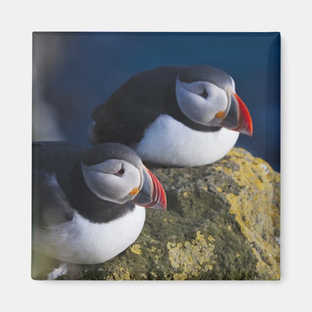 Atlantic Puffin Magnet (Front)