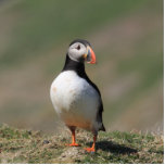 Atlantic Puffin Photo Sculpture<br><div class="desc">A single puffin on the cliff top on Skomer island.</div>