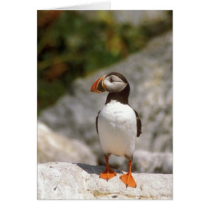 Atlantic Puffin Profile
