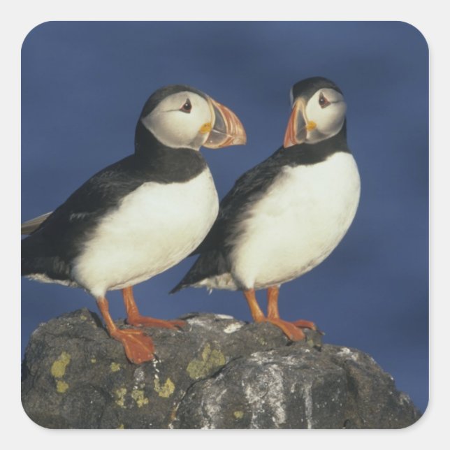 Atlantic Puffin Square Sticker (Front)