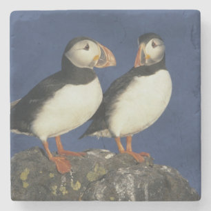 Atlantic Puffin Stone Coaster