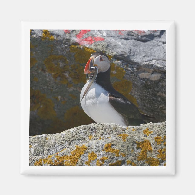 Atlantic Puffin with fish 2x2 magnet (Front)