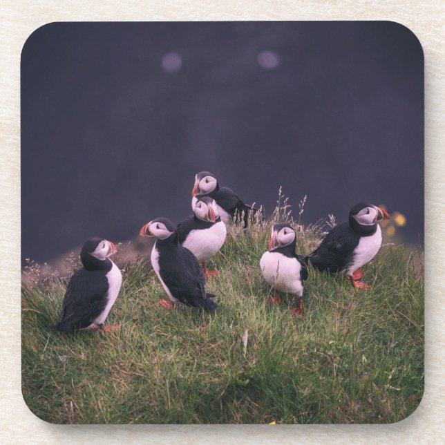 Atlantic Puffins Beverage Coaster (Front)