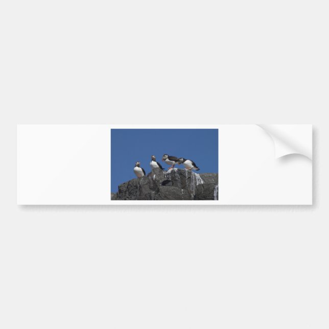 Atlantic Puffins Bumper Sticker (Front)