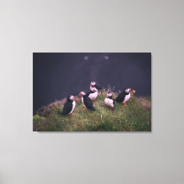 Atlantic Puffins Canvas Print (Front)
