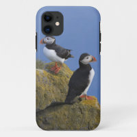 Atlantic Puffins (Fratercula arctica) on cliff