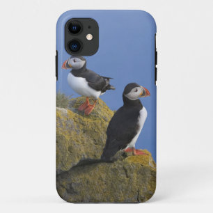 Atlantic Puffins (Fratercula arctica) on cliff iPhone 11 Case