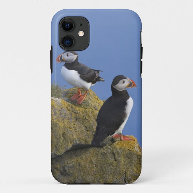 Atlantic Puffins (Fratercula arctica) on cliff Case-Mate iPhone Case (Back)