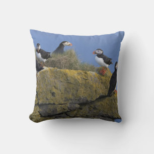 Atlantic Puffins (Fratercula arctica) on cliff Cushion