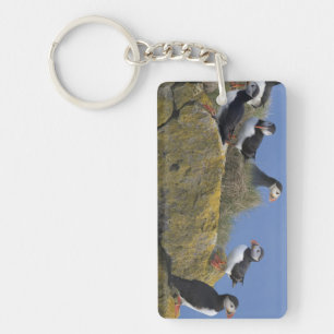 Atlantic Puffins (Fratercula arctica) on cliff Key Ring