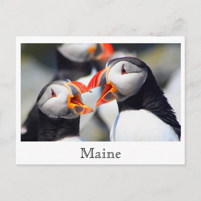 Atlantic Puffins Maine Coast Postcard (Front)