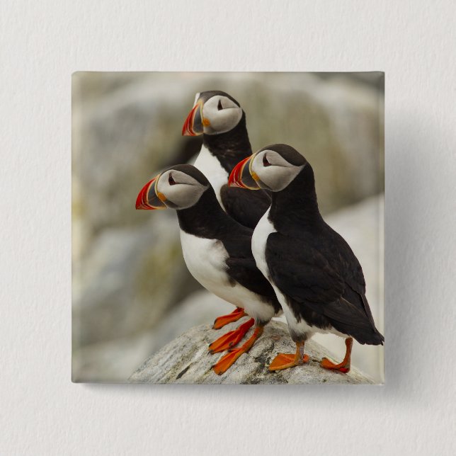 Atlantic Puffins on Machias Seal Island 15 Cm Square Badge (Front)