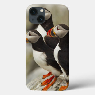 Atlantic Puffins on Machias Seal Island iPhone 13 Case