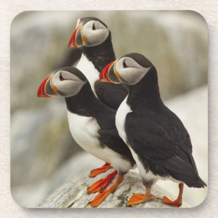Atlantic Puffins on Machias Seal Island Coaster