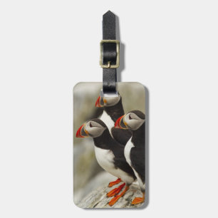 Atlantic Puffins on Machias Seal Island Luggage Tag