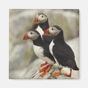 Atlantic Puffins on Machias Seal Island Magnet