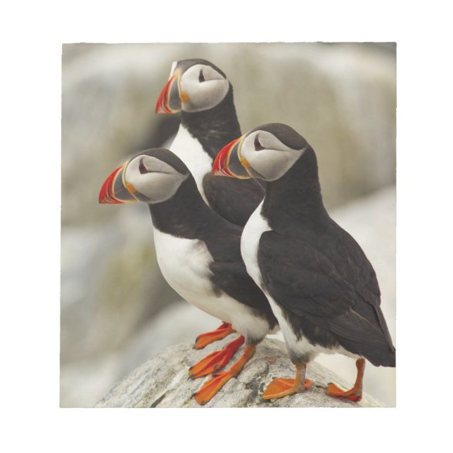 Atlantic Puffins on Machias Seal Island Notepad (Front)