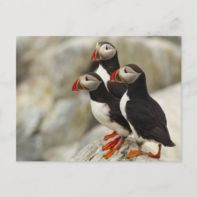 Atlantic Puffins on Machias Seal Island Postcard (Front)
