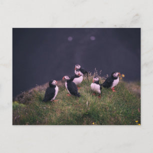 Atlantic Puffins Postcard