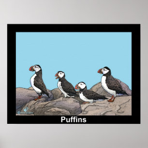Atlantic Puffins Poster
