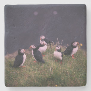 Atlantic Puffins Stone Coaster