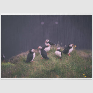 Atlantic Puffins Tissue Paper
