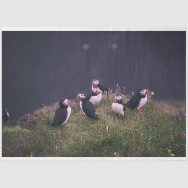 Atlantic Puffins Tissue Paper (Front)