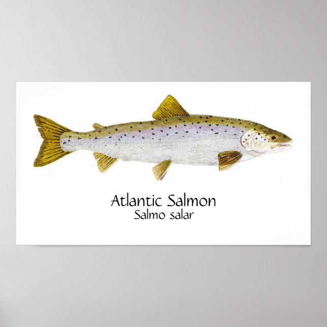Atlantic Salmon Art Poster (Front)