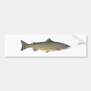Atlantic Salmon Bumper Sticker