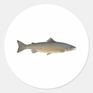 Atlantic Salmon Classic Round Sticker