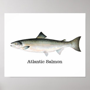 Atlantic Salmon Fish Poster